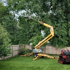 Best Lawn Renovation and Restoration  in Alexandria Bay, NY