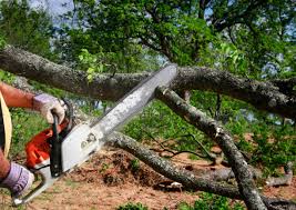 Best Tree Mulching  in Alexandria Bay, NY