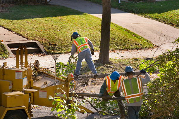 Best Lawn Pest Prevention  in Alexandria Bay, NY